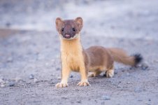 adult-long-tailed-weasel.jpeg