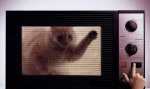 cat-in-microwave.jpg